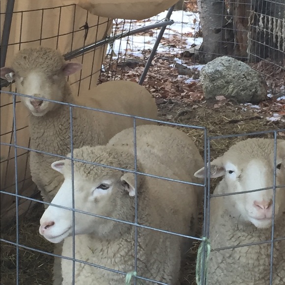 So many Styles...Too much Sauce😎 - Picture 4 of 8